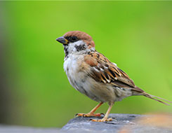 如何培养画眉鸟的斗鸟