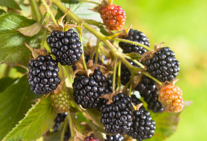 买桑椹有哪些是要注意的