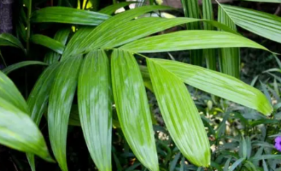 凤尾竹怎么分株繁殖