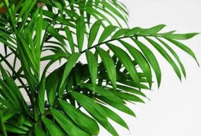 凤尾竹怎么分株繁殖