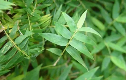 养凤尾竹有哪些是要注意的