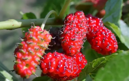 超市里的桑葚有点红可以买来吃吗