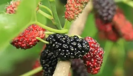 桑葚为什么会变红