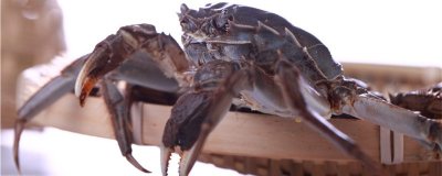 螃蟹可以养在鱼缸里吗？