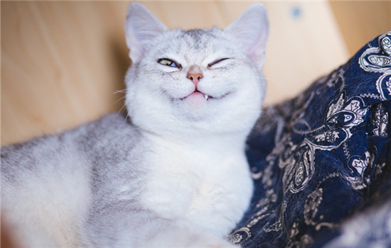 猫得冠状病毒会终身携带吗