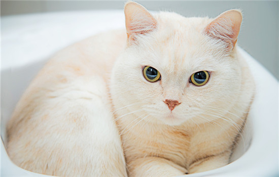 猫咪打呼噜是什么原因