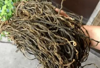 干豆角发霉了怎么处理