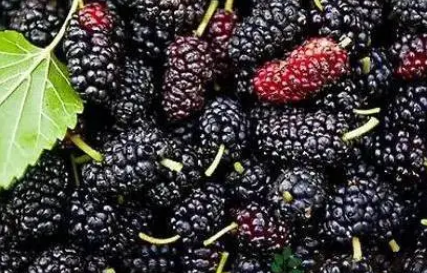 桑葚清洗用热水还是冷水