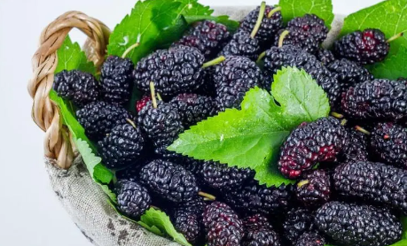 洗桑葚是用酒还是清水