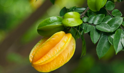 杨桃冰箱里能保存多久