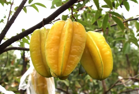 杨桃能不能放冰箱冷藏