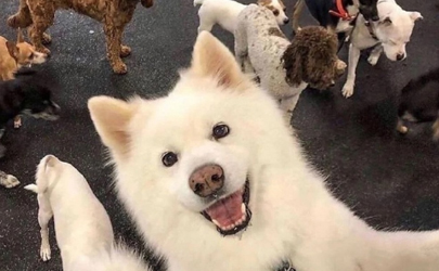 被狗狗抓伤会感染狂犬病吗