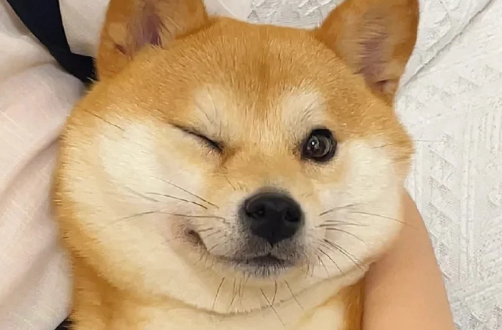 人真的那么容易得狂犬病吗