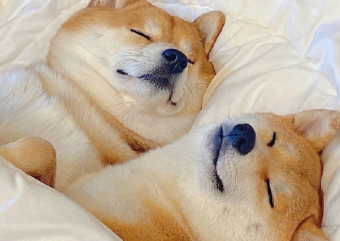 被狗狗抓伤会感染狂犬病吗