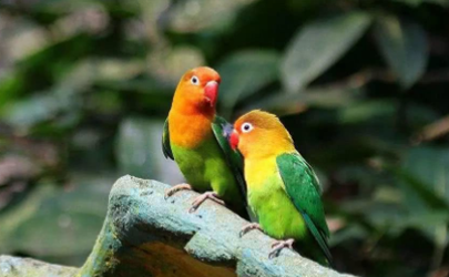 鹦鹉热是鹦鹉传播的吗