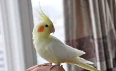 家里养鹦鹉会被传染鹦鹉热吗