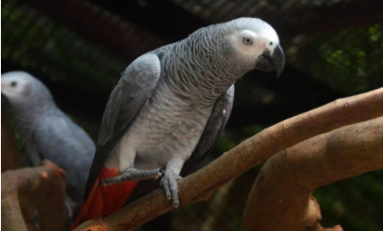 鹦鹉热如何预防