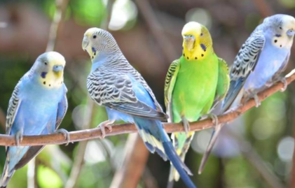 家养的鹦鹉应该如何预防鹦鹉热