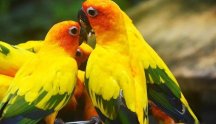 鹦鹉热是如何传染给人