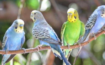 家养的鹦鹉应该如何预防鹦鹉热