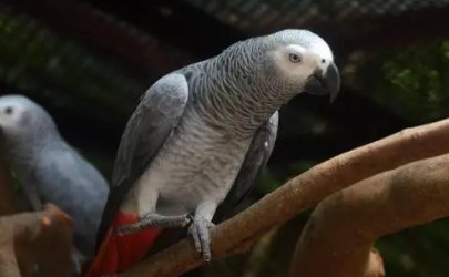 鹦鹉热会传染给人吗