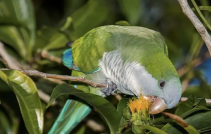 鹦鹉因鹦鹉热病死了如何处理