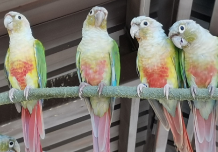 养鹦鹉如何防止鹦鹉热