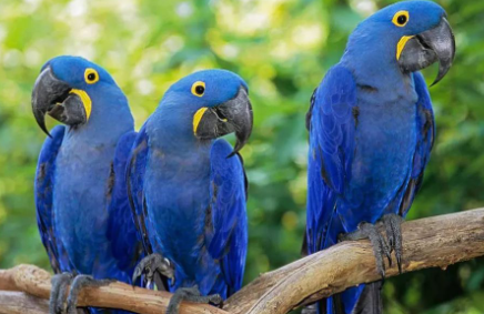 鹦鹉病死了如何处理