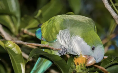鹦鹉因鹦鹉热病死了如何处理