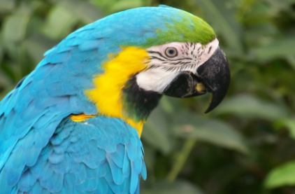 鹦鹉热病毒能存活多久?