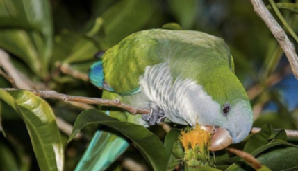 鹦鹉热用什么消毒水