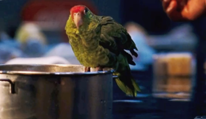 感染鹦鹉热会如何样