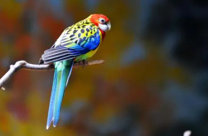 人得了鹦鹉热吃什么药?