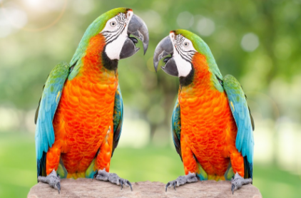 鹦鹉生病怎么处理?