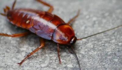 床上发现一只蟑螂怎么办