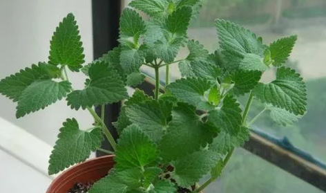 猫咪吸多了猫薄荷有害吗