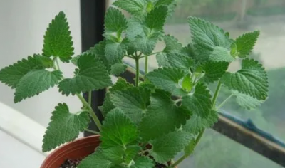 猫咪吸多了猫薄荷有害吗