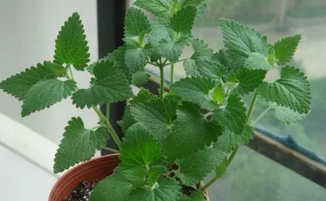 猫薄荷对猫有什么作用
