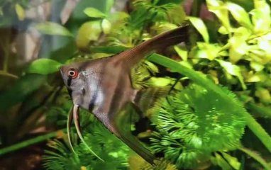 家里鱼缸的正确清洗方法