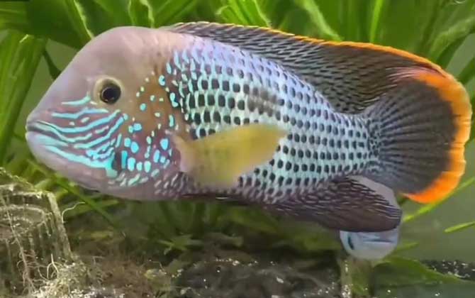 鱼容易得哪些病?怎么治疗