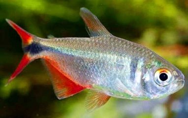 鱼的心脏在什么位置？