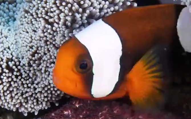小丑鱼饲养方法介绍