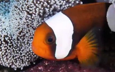 小丑鱼饲养方法介绍