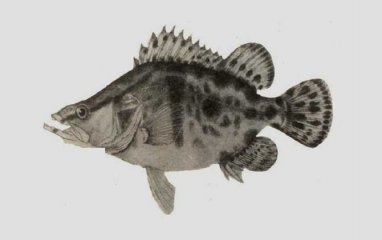 三花五罗值得都是哪些鱼