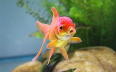 小白适合养什么鱼？