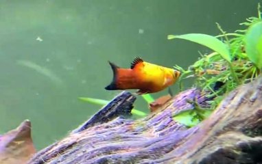 鱼缸养鱼的水有什么讲究？