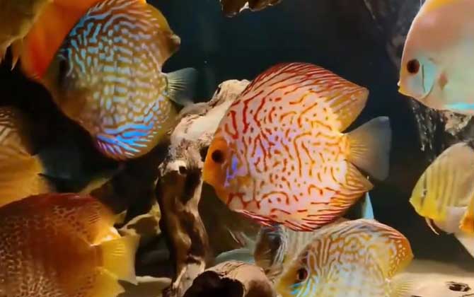 鱼真的只有7秒记忆吗？