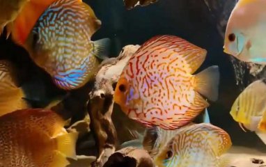 鱼真的只有7秒记忆吗？