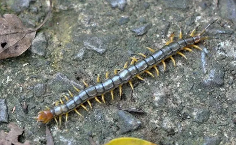 家里有蜈蚣怎么办