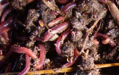 蚯蚓有天敌吗？是什么